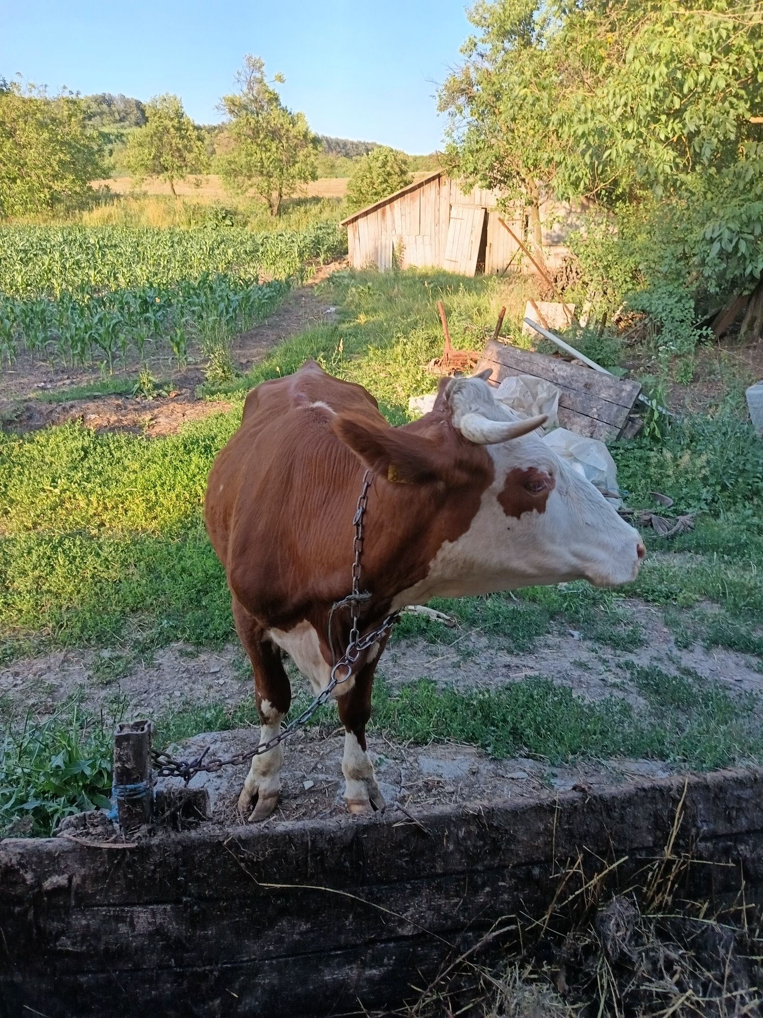 Vaca de vânzare Dobrin