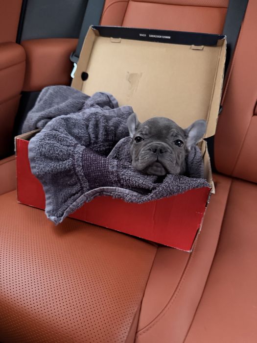 Французский бульдог