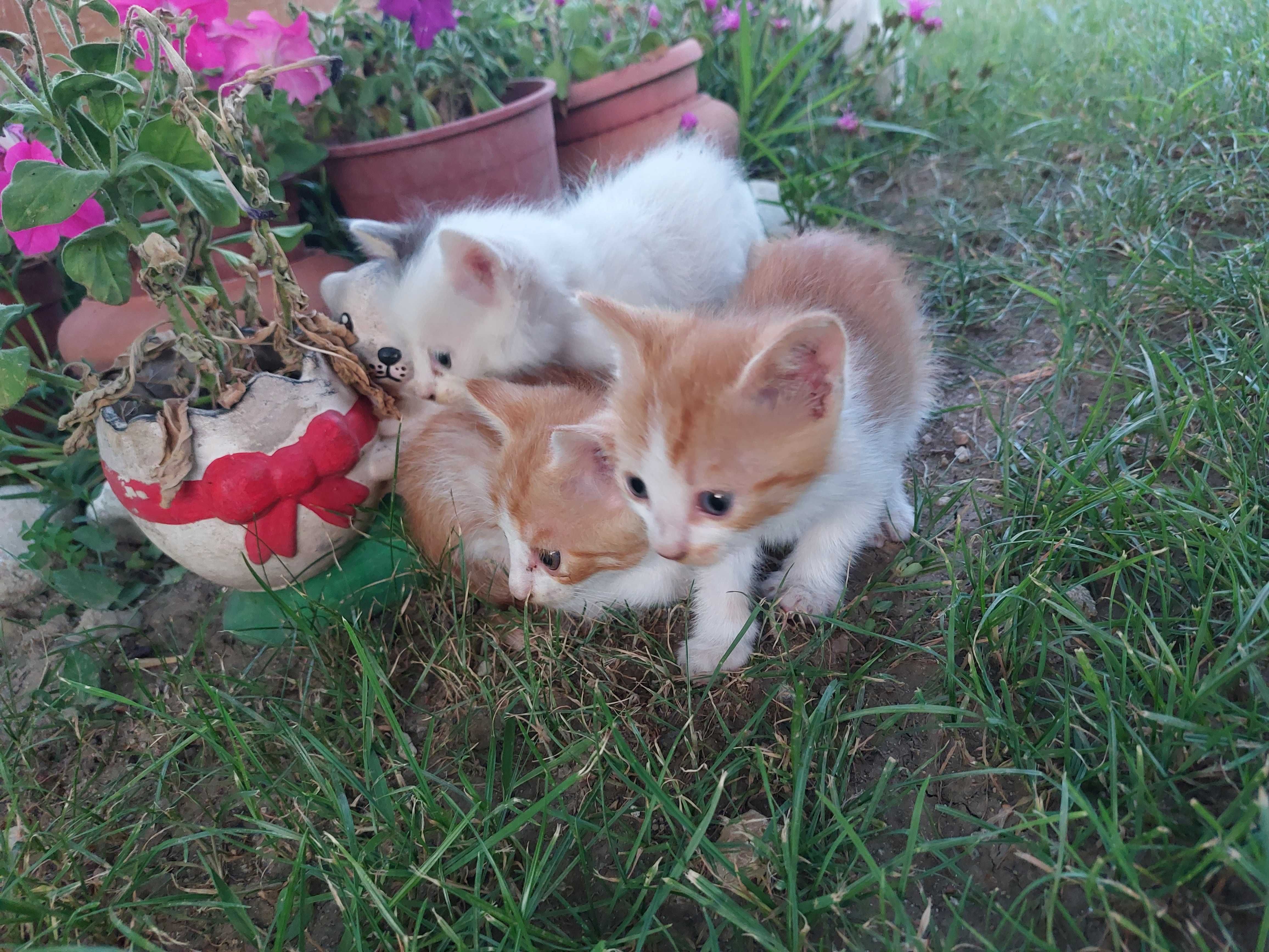 Подарявам мъжки котета на месец и половина