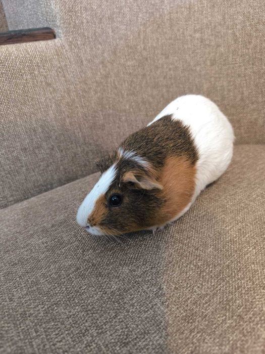 Продам морскую свинку