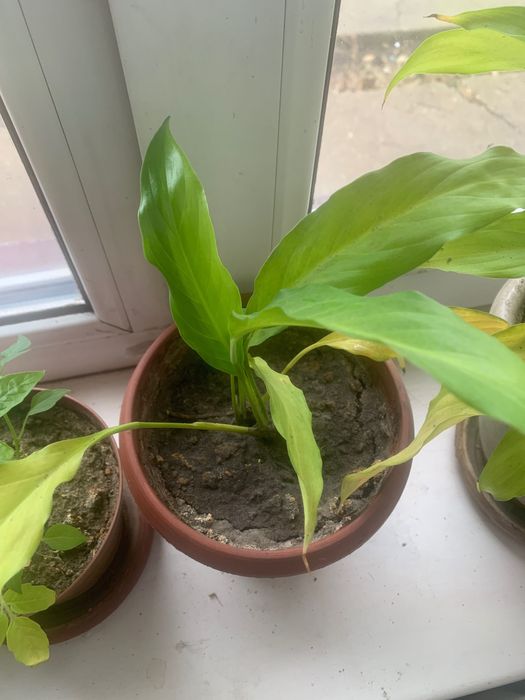 Комнатные цветы женское счастье