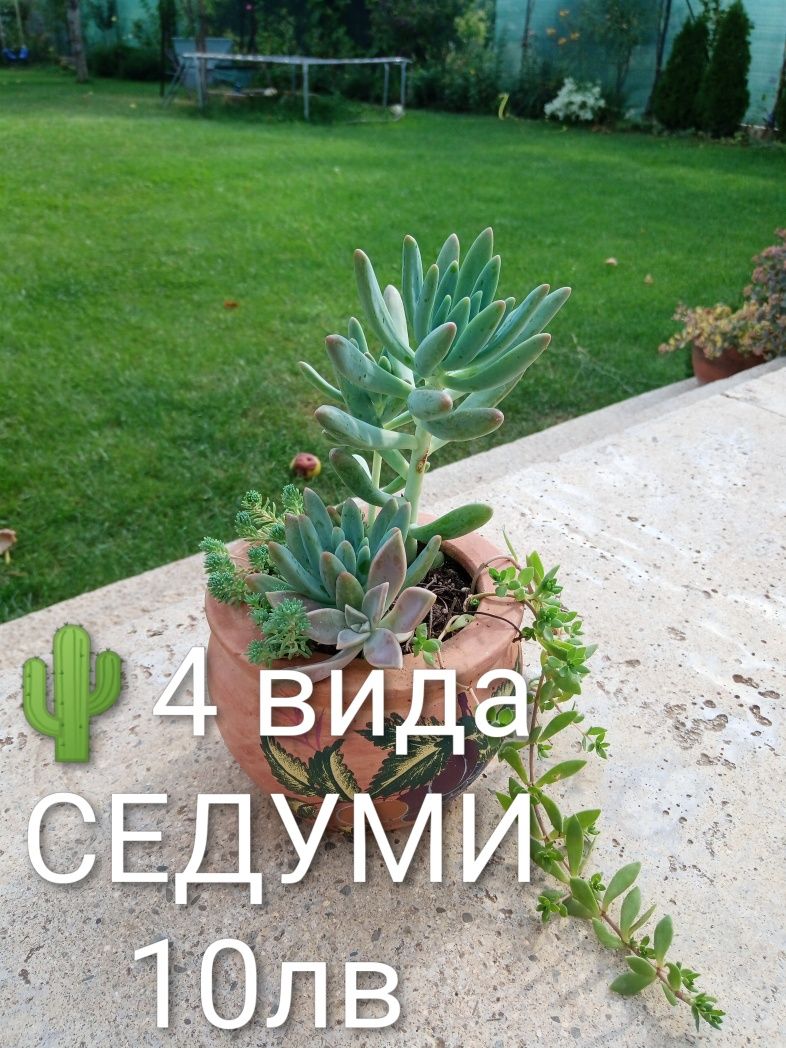 Аранжировки цветя за двора и стайни . Цени на снимките