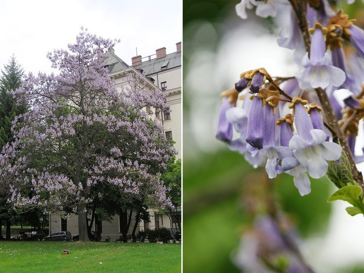 Paulownia 20 lei ghiveciul