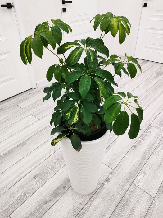 Шеффлера &  Доставка есть