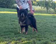 Tibetan mastiff catel
