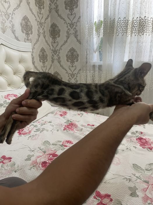 Bengal qiz tozza zot