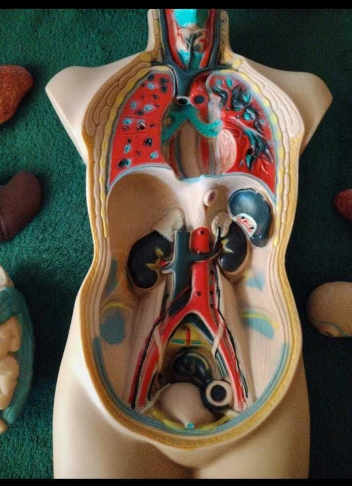Kit-macheta trunchi uman pentru studiu medicina (Human Torso)