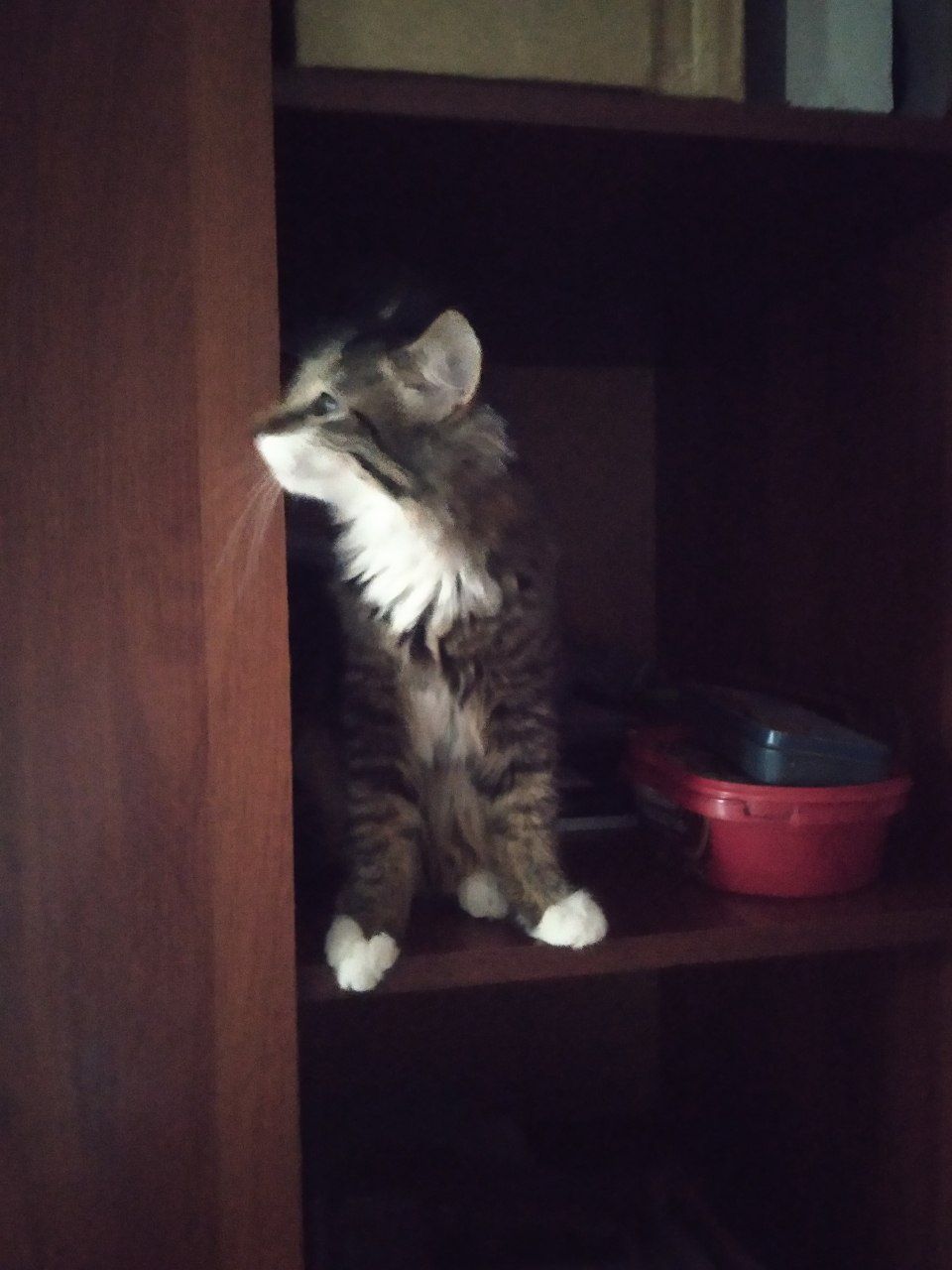 Mushuk yoqoldi iltimos yordam berila
