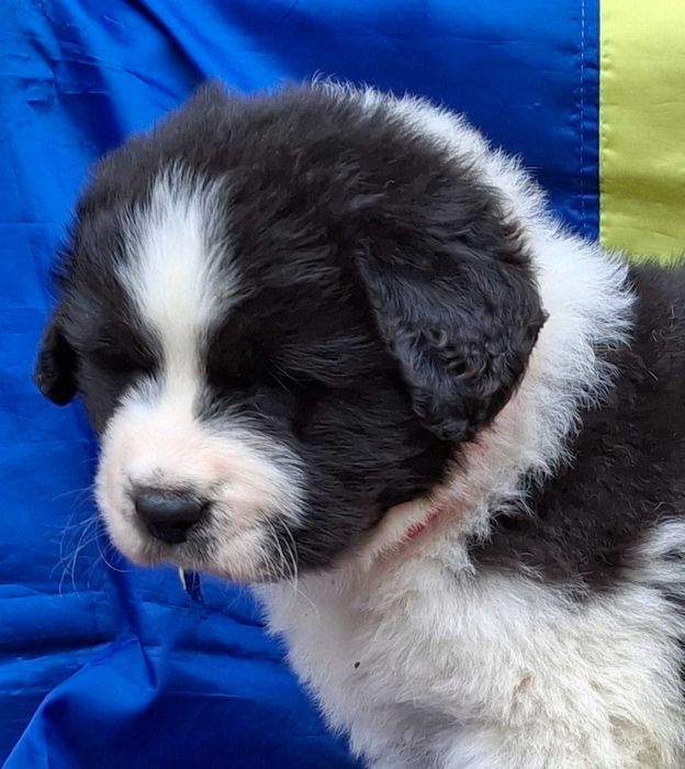 Ciobanesc De Bucovina