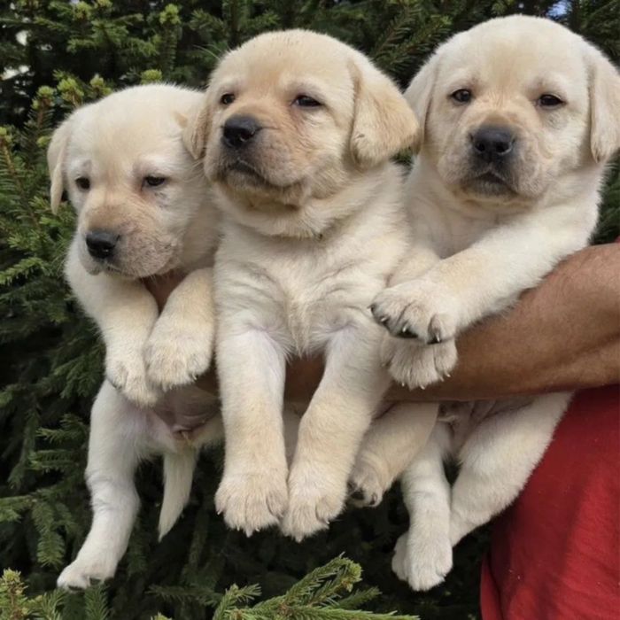 Продажаа Ретривер