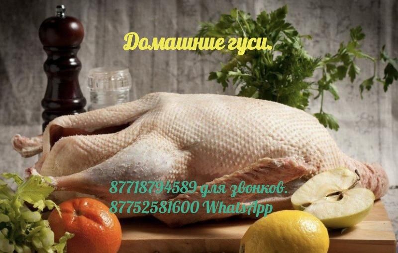 Қаздар. Гуси домашние.