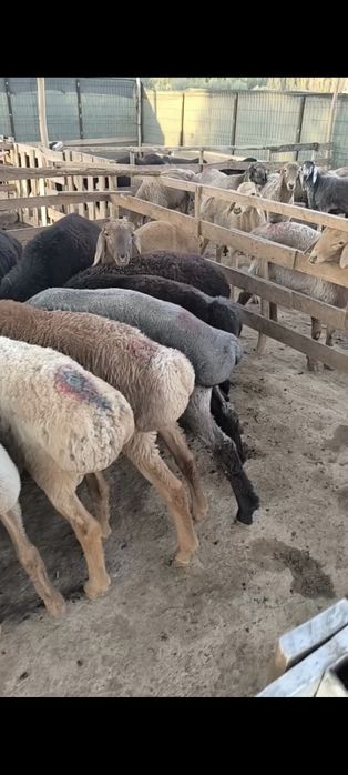 Qirgʻiziston Arashan