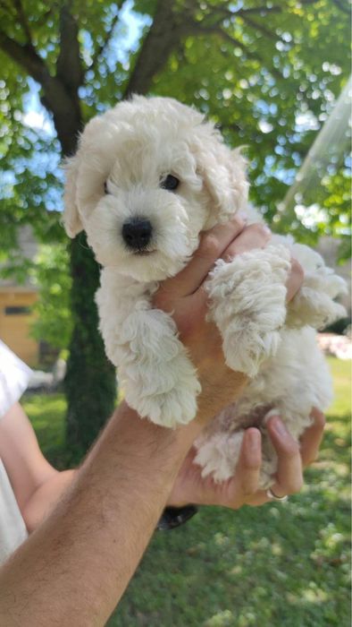 caniche poodle mini toy