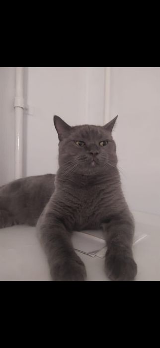 Отдам в добрые руки кота