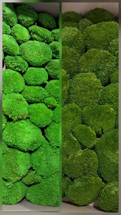 Топчест мъх, консервиран