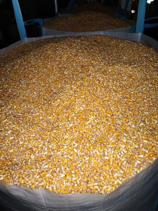 Grăunte pioner de calitate