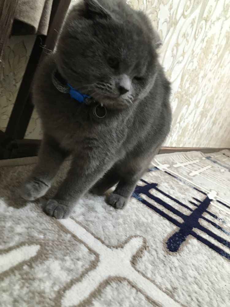 Продаётса скотиш фолд