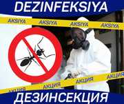 Dezinfeksiya klapa, tarakan | dizinfeksiya dizenfeksiya dezenfeksiya