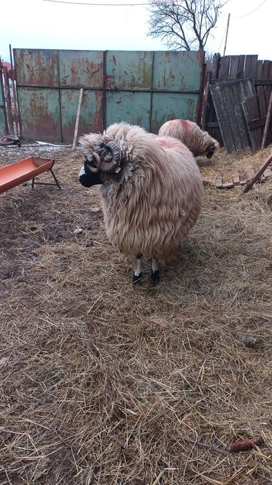 Berbec breaz stramiorsau schimbpe oii