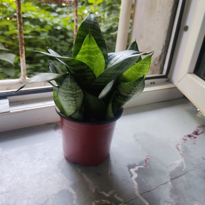 Продам растение щучий хвост