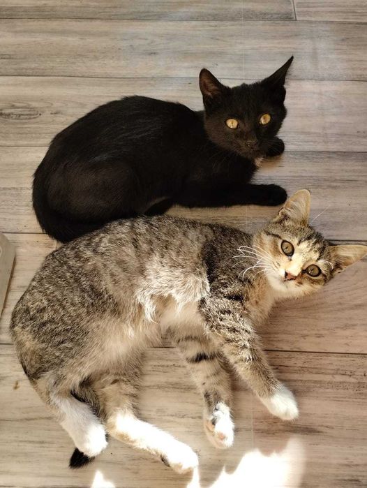Отдам котят в добрые руки