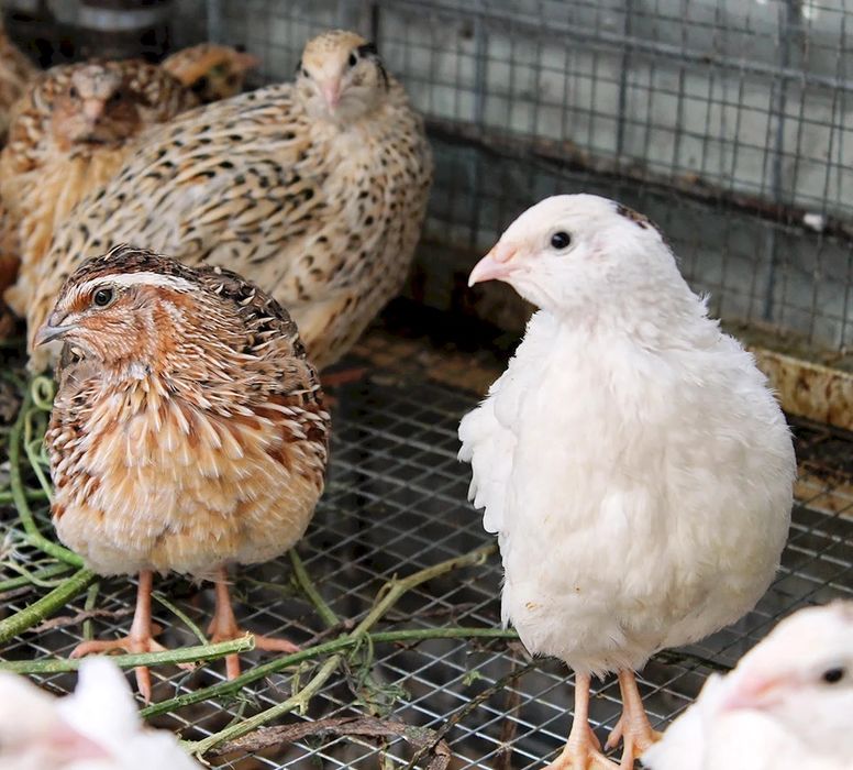 Инкубационное яйцо перепёлки