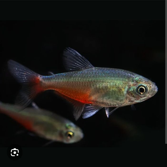 Продаётся Афиохаракс рыбка