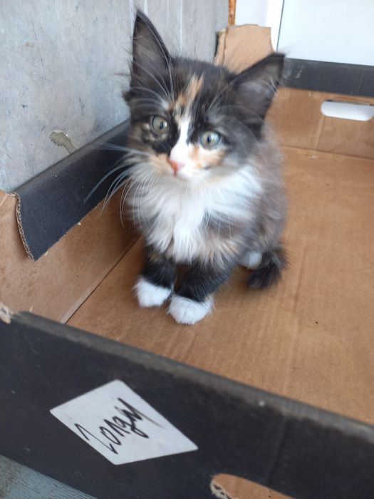 Котик 1 месяц окрас трехцветный