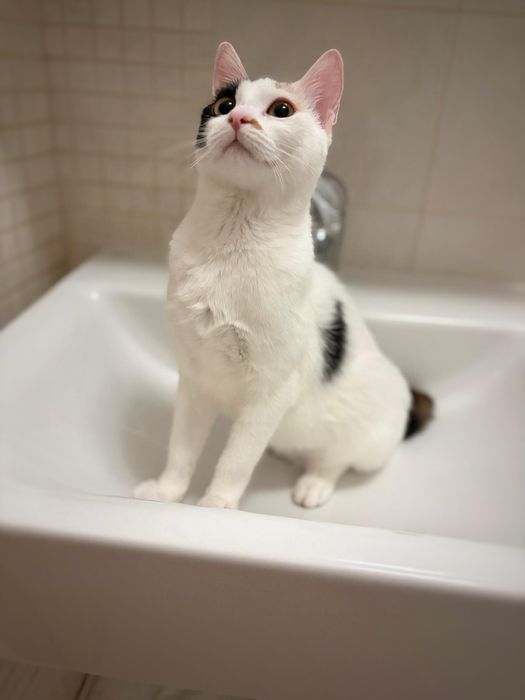 Ești smart? Adoptă o pisică pe măsură!