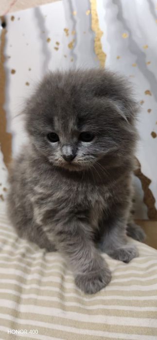 Правда недорого Котёнка