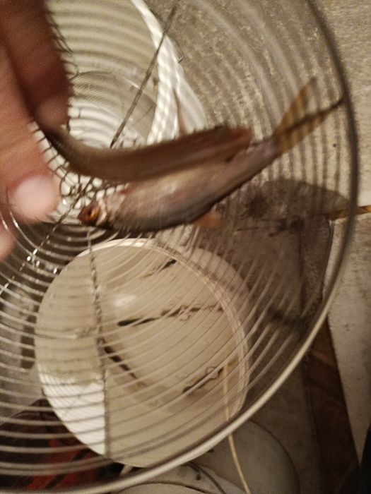 Малек плотва в наличие