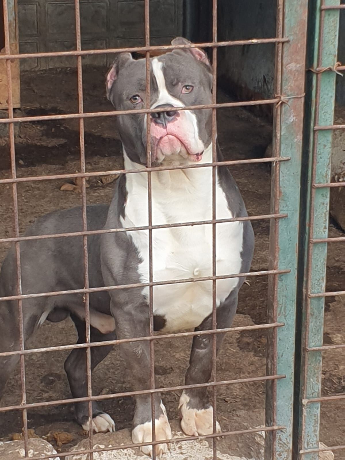 Mascul American Bully XL