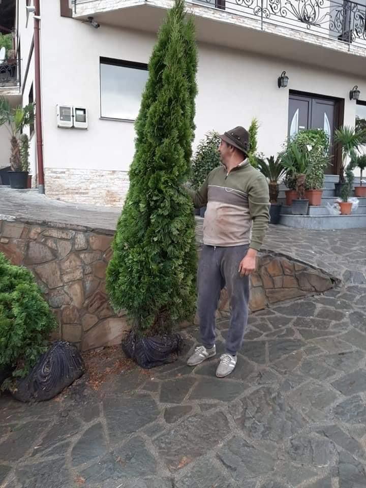 Plante ornamentale aclimatizate