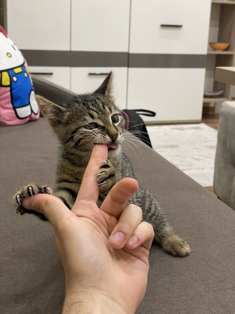 Котарачето Господинчо търси дом! :)