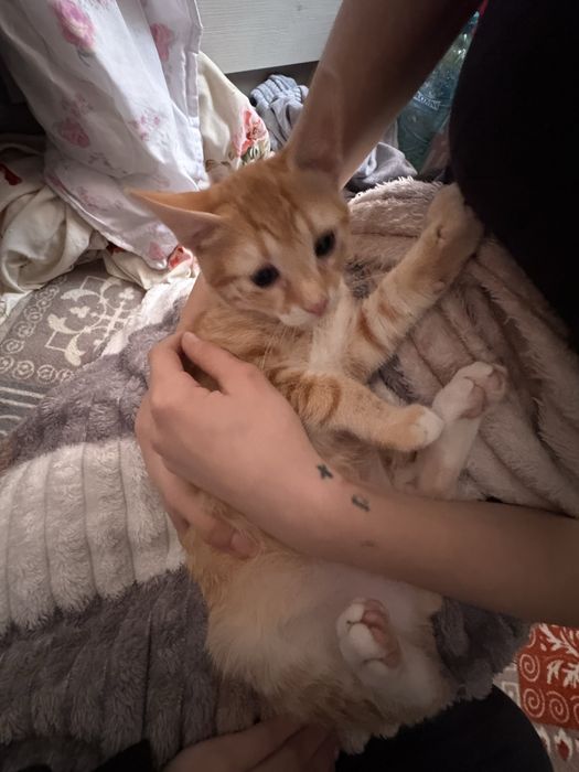 donez pisoi, URGENT!