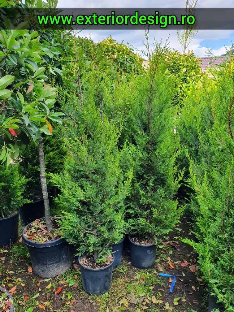 Leylandii gard viu, prețuri avantajoase % Plante ornamentale brazi