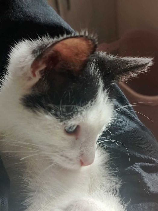 Отдаем котёнка БЕСПЛАТНО