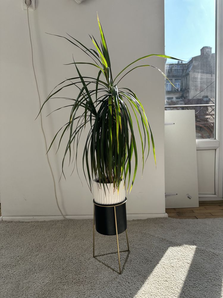 Plante 1 m  dragon tree