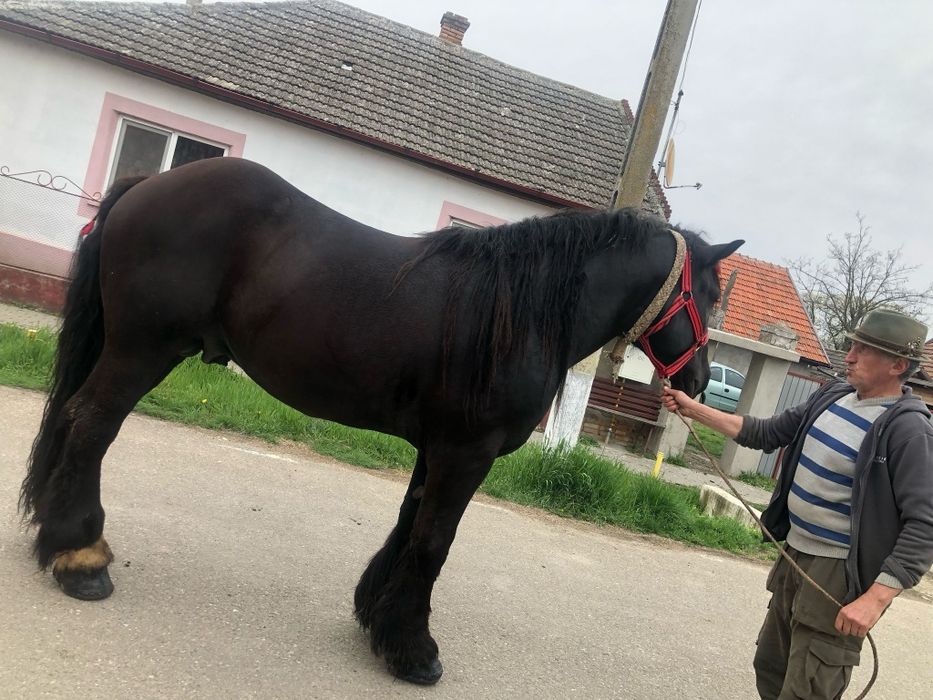 Vând Armăsar în vârstă de 4 ani