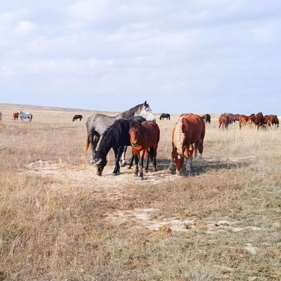 Советский Тяжеловоз 2,5 года