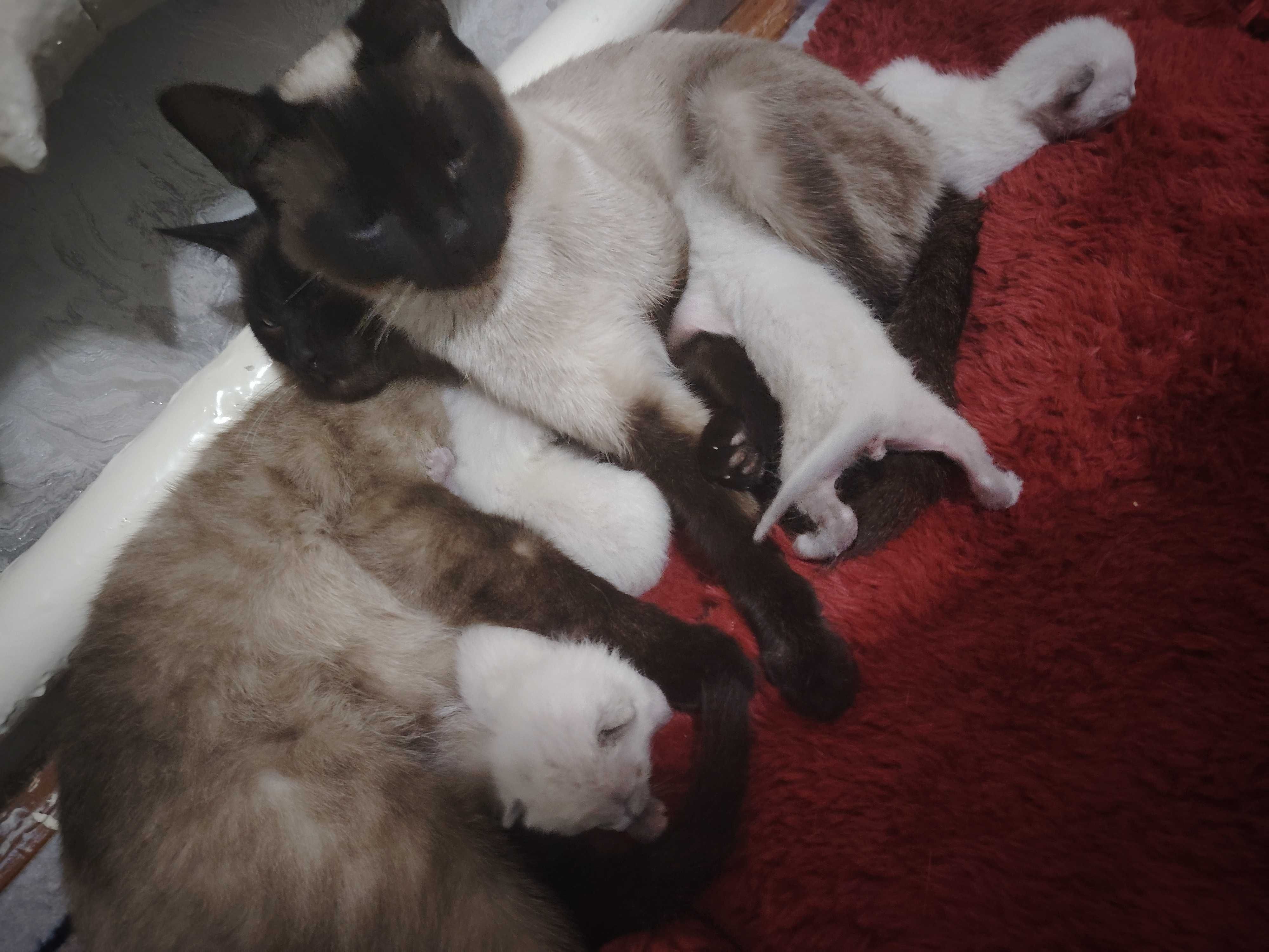 Сиямсие котята очень низкая цена