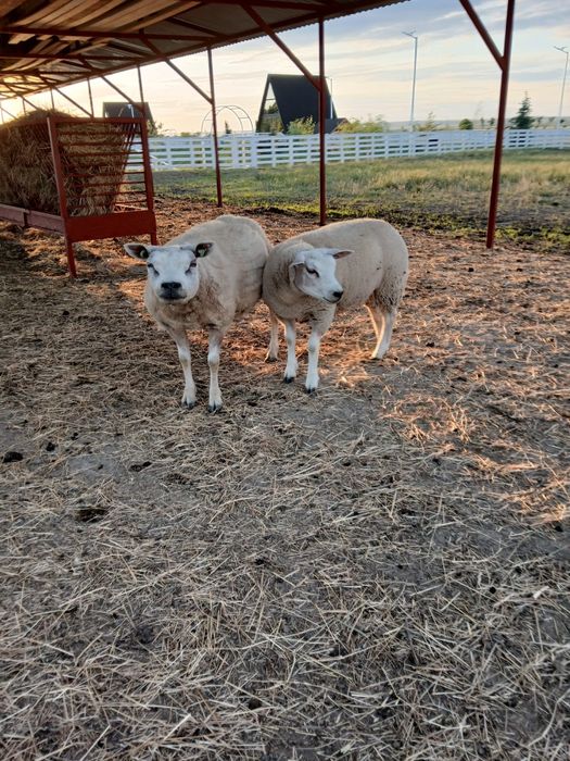 Oi.               texel