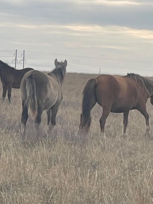 Лошади, тай, жабағы сатылады