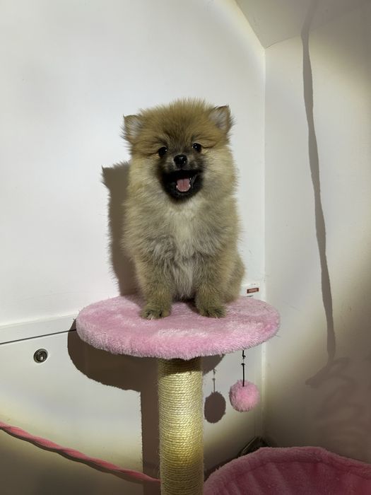 Pomeranian disponibil