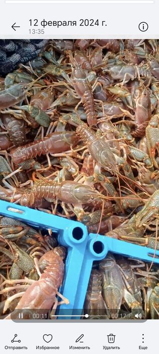 Снасти каспийский (теңіз шаяны)