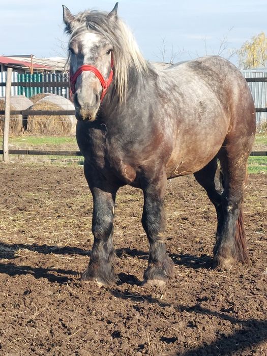 Armasar sur de 3 ani pentru monta.