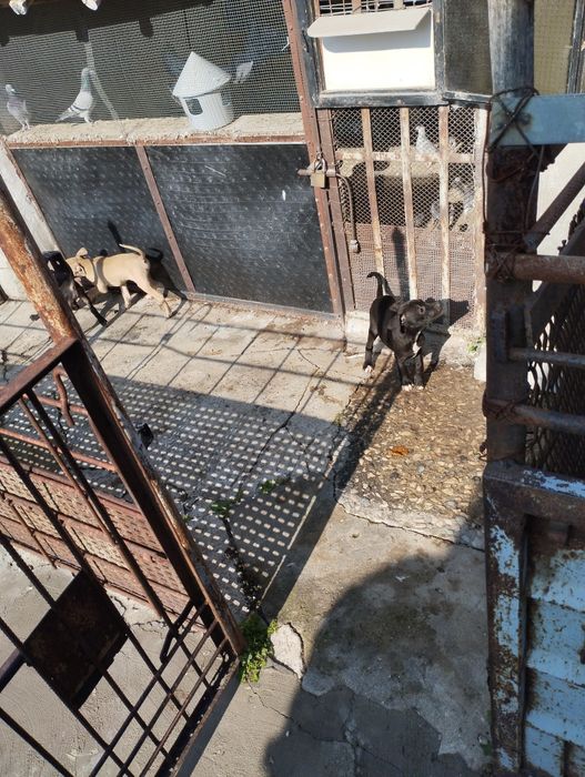 Питбул - 2 мъжки, 1 женско