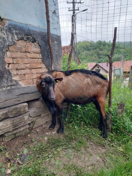 Vand capre franceza alpina cu pedigree