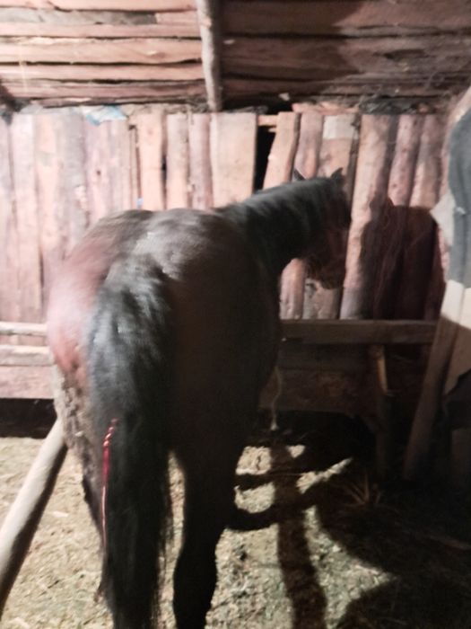 Mânz de vânzare cuminte