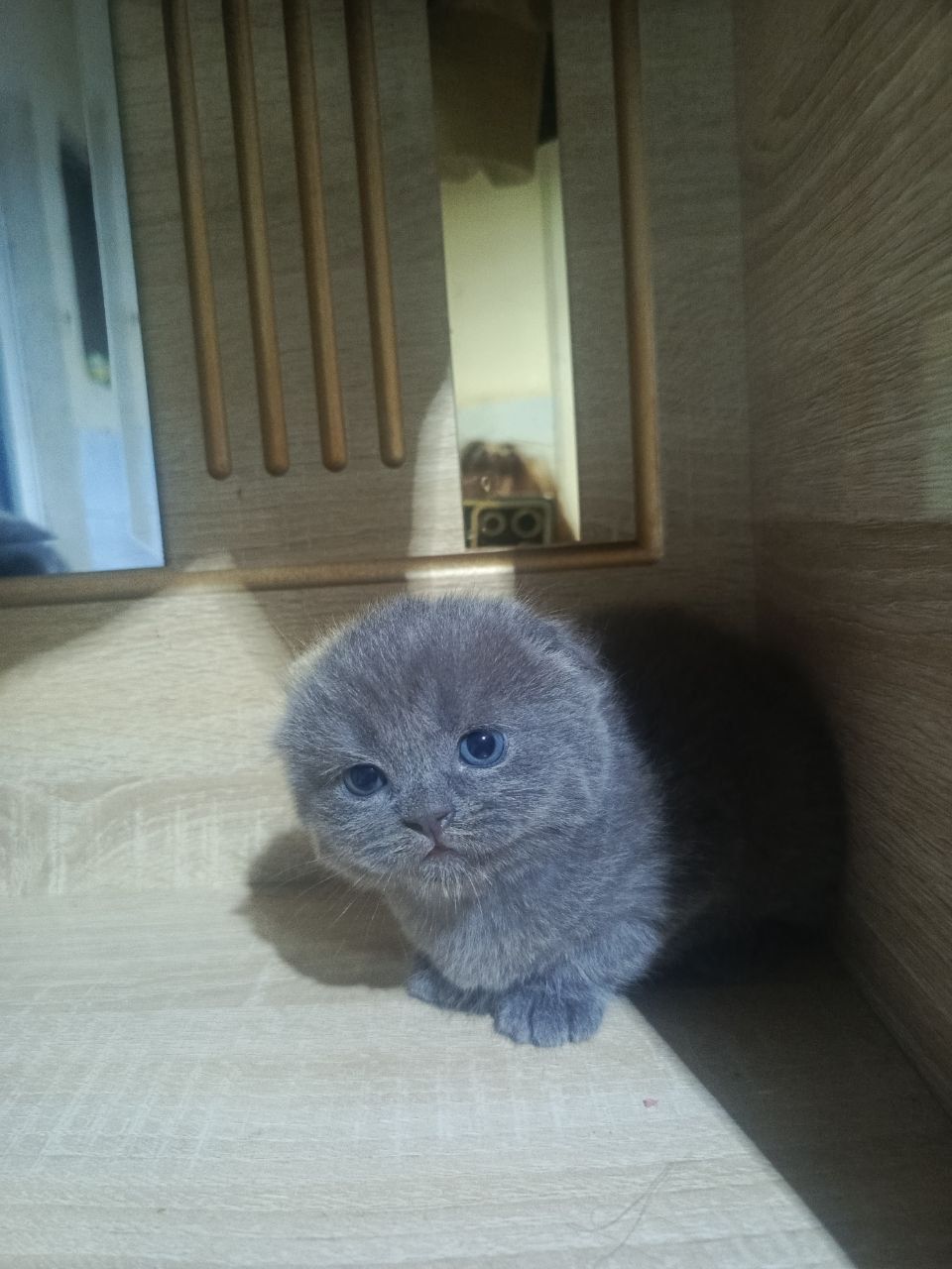 Фолд мушукчалар сотилади